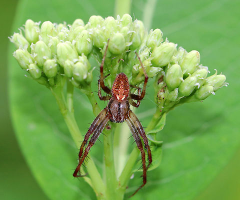 Arabesque orbweaver - Neoscona arabesca Male orbweaver that was hiding in vegetation that was growing next to a pond. Arabesque orbweaver,Geotagged,Neoscona arabesca,Summer,United States