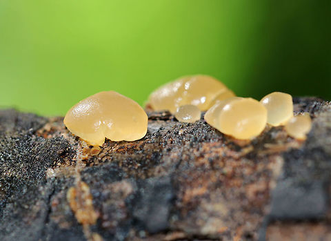 Dacrymyces sp. Clearish yellow, globular blobs that were growing on rotten wood in mixed forest.  Geotagged,Summer,United States,fungi,fungus,jelly fungus