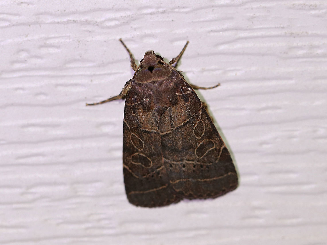 Orthodes majuscule - Rustic Quaker Total length: ~20 mm. Reddish brown forewing with pale yellow/tan lines. The postmedial line kinks inward near the costa. The large, orbicular and reniform spots nearly touch. The thoracic collar has a black triangle just behind the head. Geotagged,Orthodes majuscula,Summer,United States,moth,rustic quaker