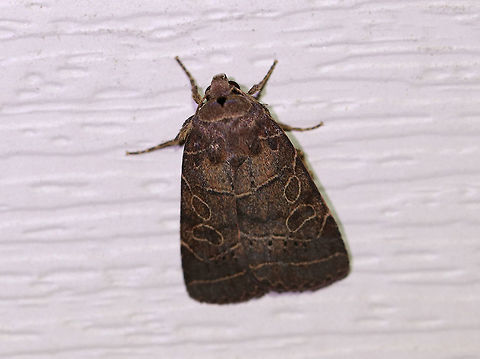 Orthodes majuscule - Rustic Quaker Total length: ~20 mm. Reddish brown forewing with pale yellow/tan lines. The postmedial line kinks inward near the costa. The large, orbicular and reniform spots nearly touch. The thoracic collar has a black triangle just behind the head. Geotagged,Orthodes majuscula,Summer,United States,moth,rustic quaker
