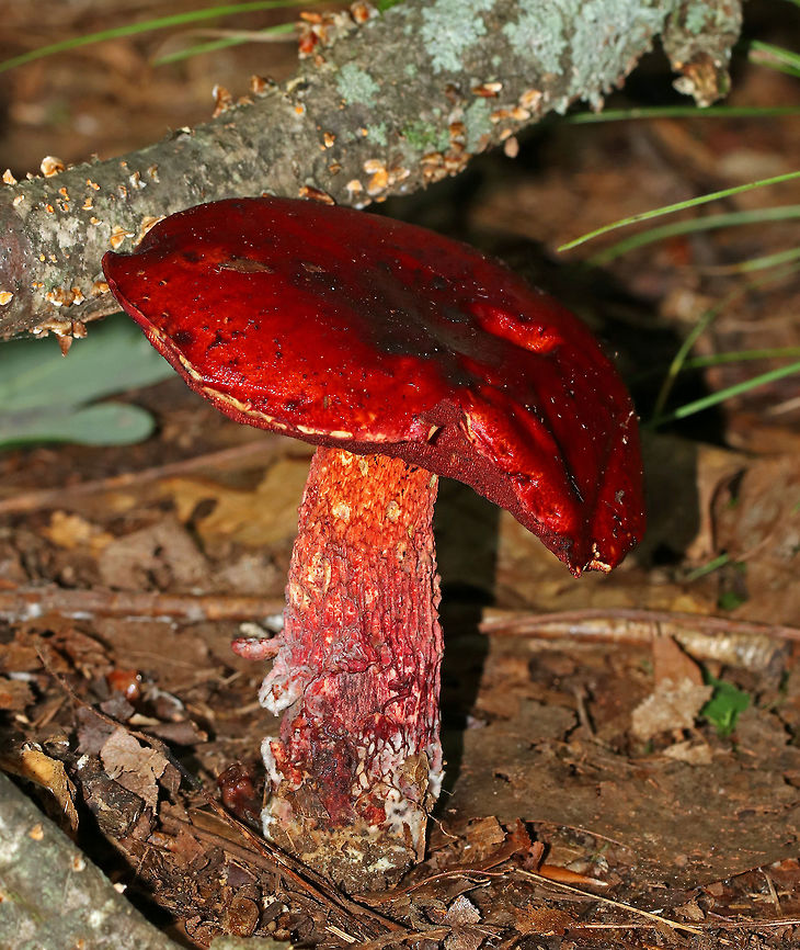 Frost's Bolete - Butyriboletus frostii Sadly, this mushroom was past its prime, but it was my first time finding frost&#039;s bolete, so I was super excited!<br />
<br />
The cap was very sticky, blood red in color, and nearly flat. The pores were red, flesh was yellow, and the stipe was webbed. The flesh and pores bruised blue.<br />
<br />
Growing on the ground in a deciduous forest. Butyriboletus frostii,Frost's Bolete,Geotagged,Summer,United States,bolete,fungus,mushroom