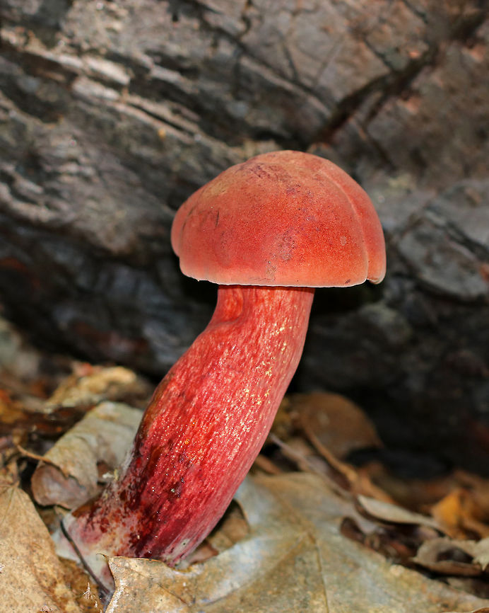 Two-colored Bolete - Baorangia bicolor Soft, velvety red cap, yellow pores, and a sticky, red stipe. The cap surface and pores bruised blue when handled. There were dozens of these mushrooms growing in the woods - they ranged in size from tiny buttons to huge caps larger than the length of my hand (14 cm)!<br />
<br />
**Confession - I placed the charred wood in back of this mushroom to make the photo less busy. Baorangia bicolor,Geotagged,Summer,Two-colored bolete,United States