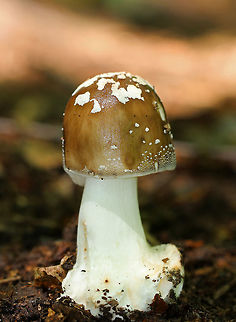 American Star-footed Amanita - Amanita brunnescens Brown/olive, sticky cap with white warts. Gills were white and close. Thick, white stem with a large bulb.

Growing on the ground in a deciduous forest.

https://www.jungledragon.com/image/64140/american_star-footed_amanita_-_amanita_brunnescens.html Amanita brunnescens,American star-footed Amanita,Brown star-footed Amanita,Geotagged,Summer,United States,amanita,cleft-foot Amanita,fungus,mushroom