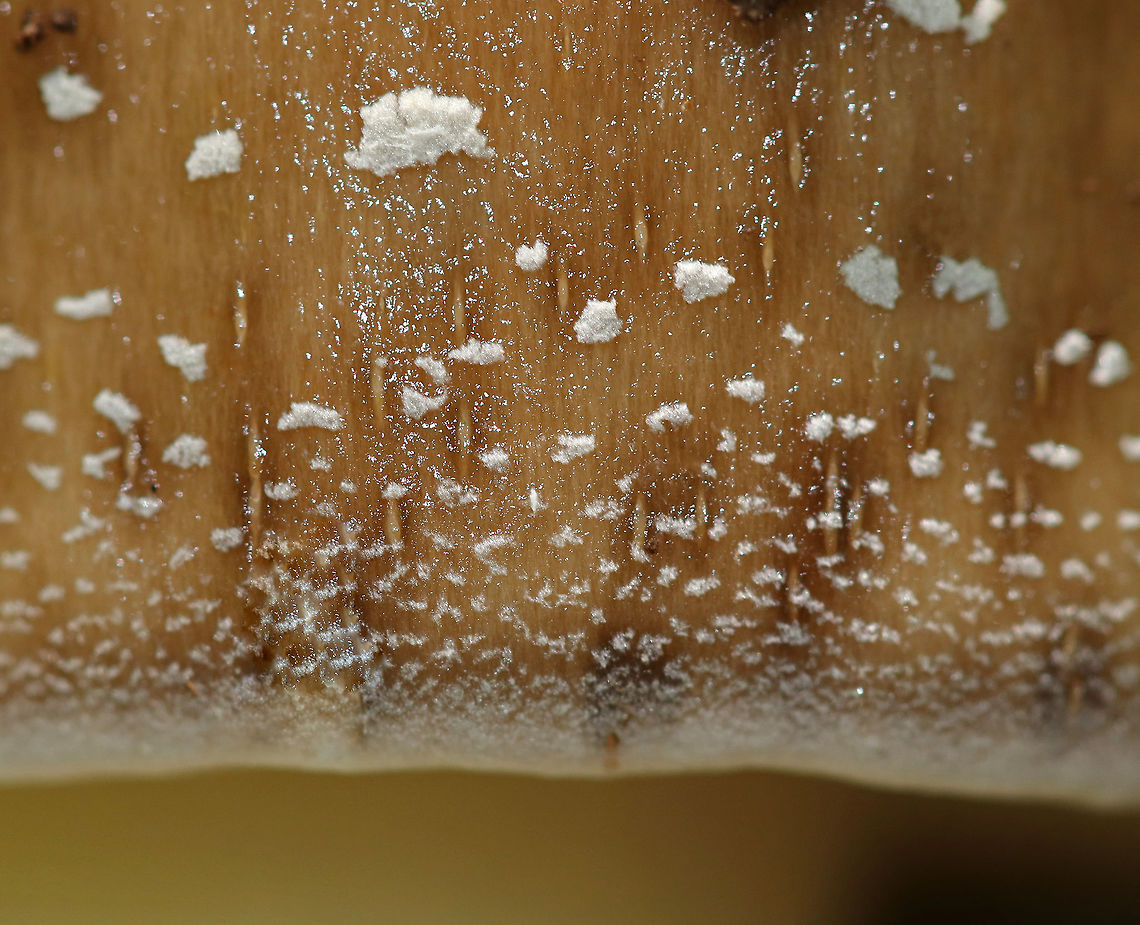 American Star-footed Amanita - Amanita brunnescens Brown/olive, sticky cap with white warts. Gills were white and close. Thick, white stem with a large bulb.<br />
<br />
 Growing on the ground in a deciduous forest. <br />
<br />
<figure class="photo"><a href="https://www.jungledragon.com/image/64139/american_star-footed_amanita_-_amanita_brunnescens.html" title="American Star-footed Amanita - Amanita brunnescens"><img src="https://s3.amazonaws.com/media.jungledragon.com/images/3232/64139_thumb.jpg?AWSAccessKeyId=05GMT0V3GWVNE7GGM1R2&Expires=1769040010&Signature=nPQYxtakmiI84sn7NDQS88oS5Bg%3D" width="112" height="152" alt="American Star-footed Amanita - Amanita brunnescens Brown/olive, sticky cap with white warts. Gills were white and close. Thick, white stem with a large bulb.<br />
<br />
Growing on the ground in a deciduous forest.<br />
<br />
https://www.jungledragon.com/image/64140/american_star-footed_amanita_-_amanita_brunnescens.html Amanita brunnescens,American star-footed Amanita,Brown star-footed Amanita,Geotagged,Summer,United States,amanita,cleft-foot Amanita,fungus,mushroom" /></a></figure><br />
 Amanita brunnescens,Brown star-footed Amanita,Geotagged,Summer,United States