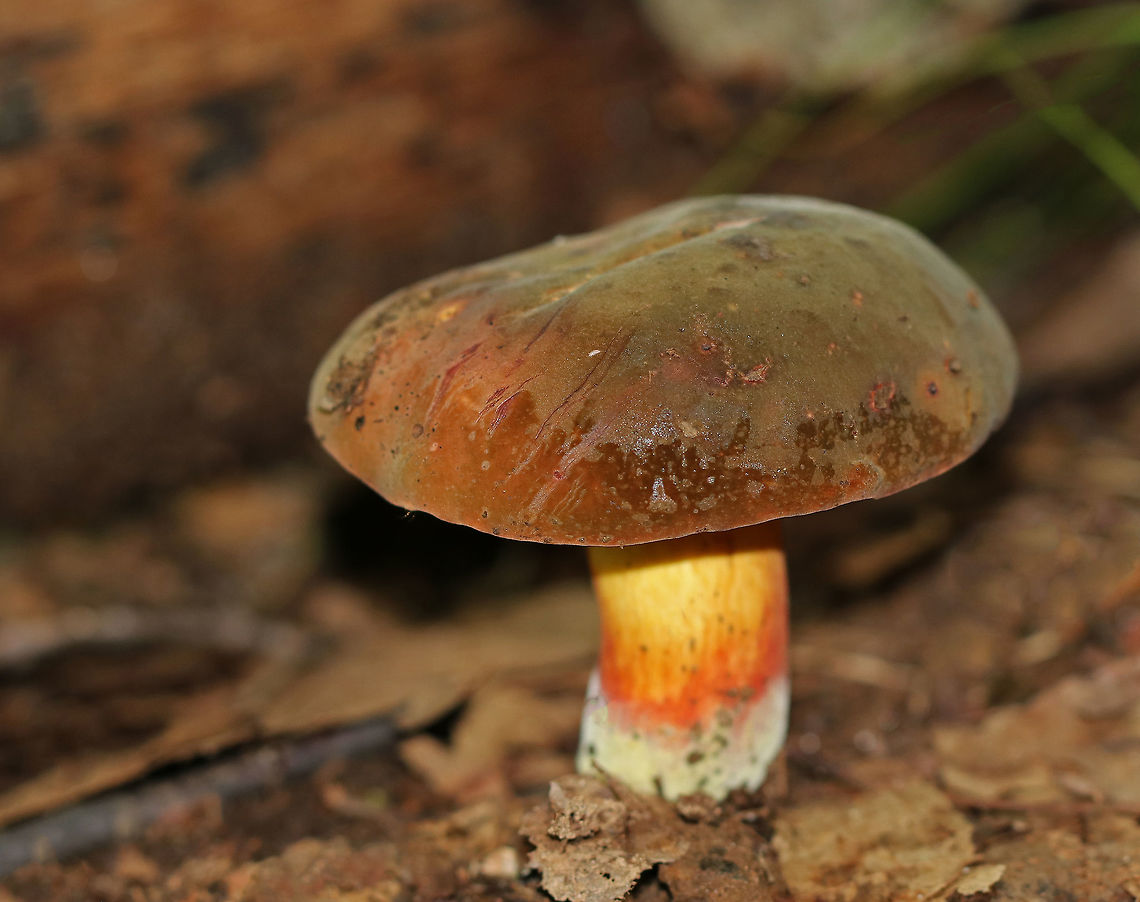 Red-mouth Bolete - Boletus subvelutipes Bolete with bright orange pores, a brownish-green cap with bloom, and a stipe that was yellow at the apex, red in the middle, and white towards the base. The flesh and pores bruised blue. Growing on the ground in a deciduous forest.<br />
<br />
<section class="video"><iframe width="448" height="252" src="https://player.vimeo.com/video/282900811?title=0&byline=0&portrait=0" frameborder="0"></iframe></section> Boletus subvelutipes,Geotagged,Summer,United States,bolete,boletus,red-mouth bolete