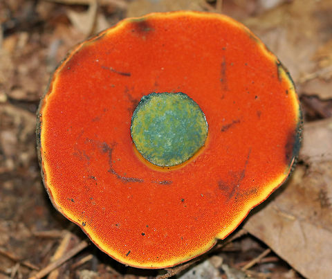 Red-mouth Bolete - Boletus subvelutipes Bolete with bright orange pores, a brownish-green cap with bloom, and a stipe that was yellow at the apex, red in the middle, and white towards the base. The flesh and pores bruised blue. Growing on the ground in a deciduous forest.

https://www.jungledragon.com/image/64141/red-mouth_bolete_-_boletus_subvelutipes.html
https://vimeo.com/282900811
 Boletus subvelutipes,Geotagged,Summer,United States,bolete,boletus,fungus,mushroom