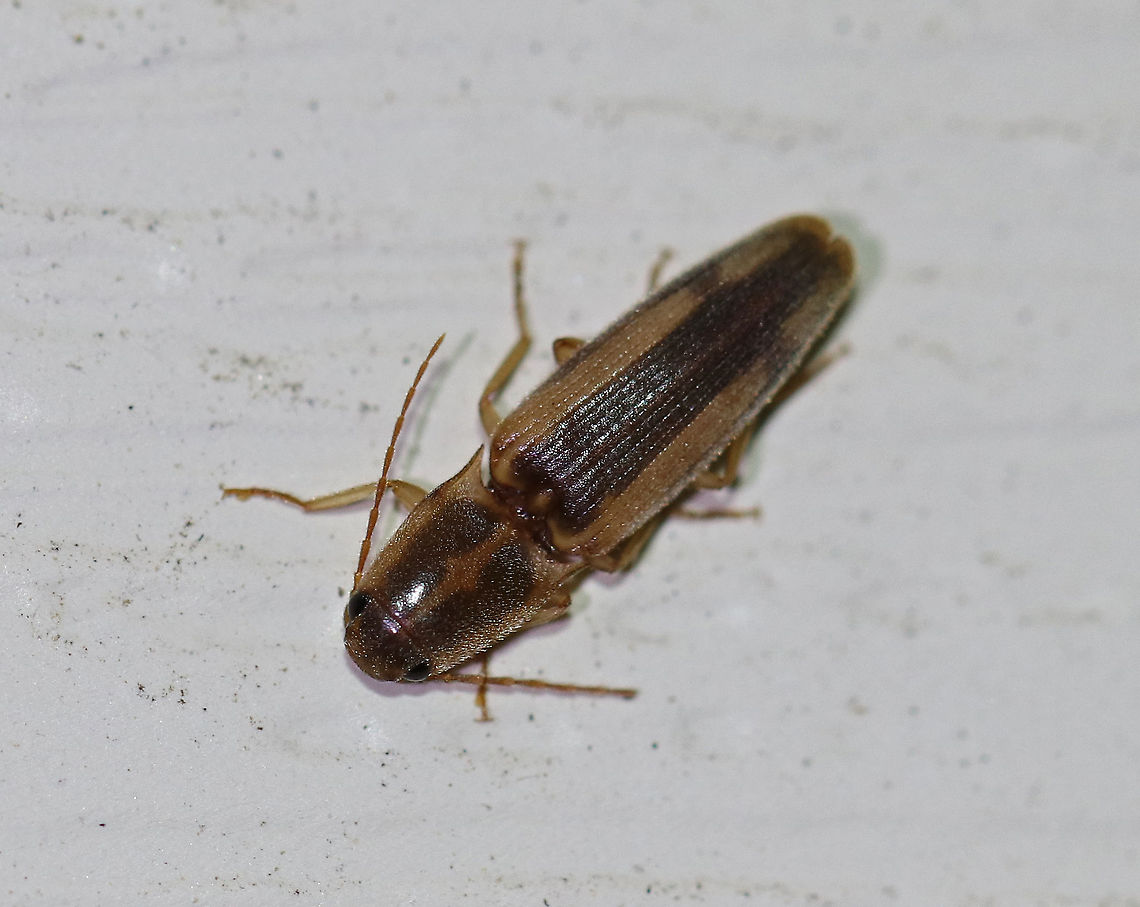 Tobacco Wireworm - Conoderus vespertinus Total length: 8 mm. Elongate beetle that is yellowish brown in color with pubescence on its dorsal surface. Pronotum has a broad stripe on each side, and the elytra have a broad line down the suture.<br />
<br />
Attracted to a light in a rural area. I&#039;ve been seeing these flying around my deck light each night for the past several days. Conoderus vespertinus,Geotagged,Summer,Tobacco Wireworm,United States,beetle,elateridae