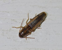 Tobacco Wireworm - Conoderus vespertinus Total length: 8 mm. Elongate beetle that is yellowish brown in color with pubescence on its dorsal surface. Pronotum has a broad stripe on each side, and the elytra have a broad line down the suture.<br />
<br />
Attracted to a light in a rural area. I've been seeing these flying around my deck light each night for the past several days. Conoderus vespertinus,Geotagged,Summer,Tobacco Wireworm,United States,beetle,elateridae