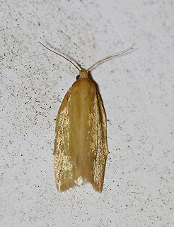 Clemens' Clepsis - Clepsis clemensiana Total length: 10 mm. Pale gold/tan forewings with a hint of darker scaling along the veins.
 Attracted to a light in a rural area. 
 Clemens' clepsis moth,Clepsis clemensiana,Geotagged,Summer,United States,moth