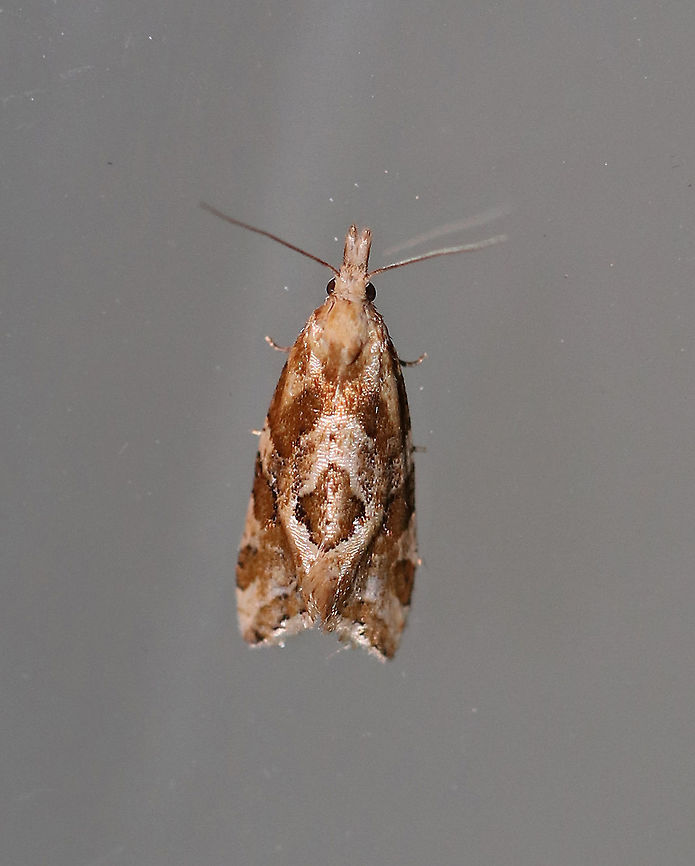 Six-toothed Aethes - Aethes sexdentata Total length: 7 mm. Moth with a brown and tan pattern.<br />
<br />
Attracted to a light in a rural area.<br />
<br />
**Thanks to Lisa for the ID** Aethes sexdentata,Geotagged,Six-toothed Aethes,Summer,United States,moth