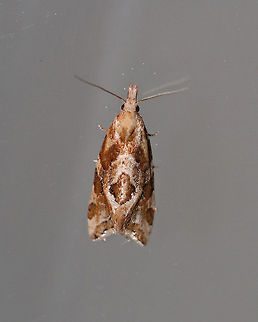 Six-toothed Aethes - Aethes sexdentata Total length: 7 mm. Moth with a brown and tan pattern.

Attracted to a light in a rural area.

**Thanks to Lisa for the ID** Aethes sexdentata,Geotagged,Six-toothed Aethes,Summer,United States,moth
