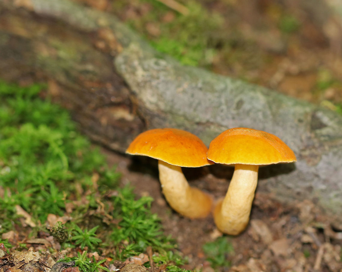 Mushrooms Orange, slightly velvety cap, white pores, and a whitish/orange stem. <br />
<br />
Habitat: They were growing out of an oak tree root in a deciduous forest. Geotagged,Summer,United States,fungus,mushroom
