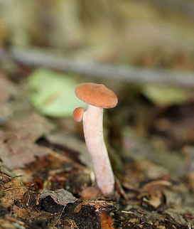 Mushroom - Lactarius sp. Small, soft, pinkish orange cap. Cream/faintly pink stipe with a little mushroom growing off of it. Gills were white/cream, forked, and had short gills frequent. Milk was mostly clear and slow to flow from the gills, but quickly ran out of the stipe when cut. Growing on the ground in a deciduous forest.

https://www.jungledragon.com/image/64186/mushroom_-_lactarius_sp.html Geotagged,Summer,United States,fungus,lactarius,mushroom,pink