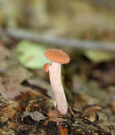 Mushroom - Lactarius sp. Small, soft, pinkish orange cap. Cream/faintly pink stipe with a little mushroom growing off of it. Gills were white/cream, forked, and had short gills frequent. Milk was mostly clear and slow to flow from the gills, but quickly ran out of the stipe when cut. Growing on the ground in a deciduous forest.<br />
<br />
https://www.jungledragon.com/image/64186/mushroom_-_lactarius_sp.html Geotagged,Summer,United States,fungus,lactarius,mushroom,pink