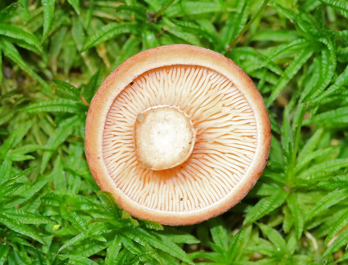 Mushroom - Lactarius sp. Small, soft, pinkish orange cap. Cream/faintly pink stipe with a little mushroom growing off of it. Gills were white/cream, forked, and had short gills frequent. Milk was mostly clear and slow to flow from the gills, but quickly ran out of the stipe when cut. Growing on the ground in a deciduous forest. <br />
<br />
<figure class="photo"><a href="https://www.jungledragon.com/image/64185/mushroom_-_lactarius_sp.html" title="Mushroom - Lactarius sp."><img src="https://s3.amazonaws.com/media.jungledragon.com/images/3232/64185_thumb.jpg?AWSAccessKeyId=05GMT0V3GWVNE7GGM1R2&Expires=1759968010&Signature=8Ltnx%2Fe3dKzHnrNi6nu16j2nPq4%3D" width="130" height="152" alt="Mushroom - Lactarius sp. Small, soft, pinkish orange cap. Cream/faintly pink stipe with a little mushroom growing off of it. Gills were white/cream, forked, and had short gills frequent. Milk was mostly clear and slow to flow from the gills, but quickly ran out of the stipe when cut. Growing on the ground in a deciduous forest.<br />
<br />
https://www.jungledragon.com/image/64186/mushroom_-_lactarius_sp.html Geotagged,Summer,United States,fungus,lactarius,mushroom,pink" /></a></figure><br />
 Geotagged,Summer,United States,fungus,lactarius,mushroom,pink