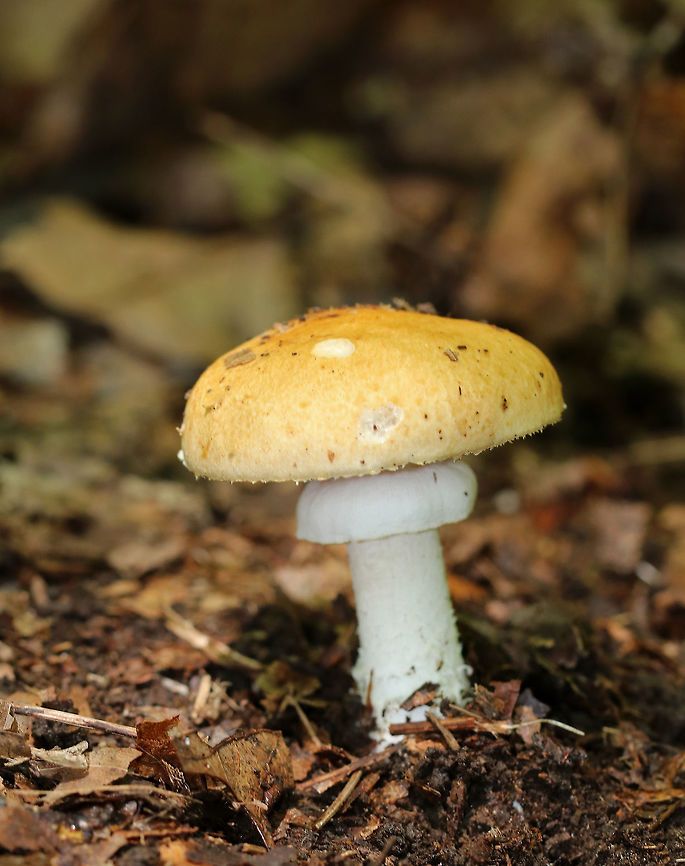 Hard's Stropharia - Stropharia hardii Tan/yellow, dry cap with white, wavy gills. The stipe was white and shaggy with an annulus. The bulb was scaly. Growing near tree (oak) roots in a deciduous forest. Geotagged,Stropharia,Stropharia hardii,Summer,United States,fungus,mushroom