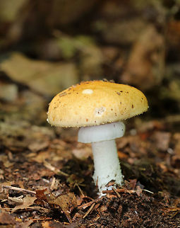 Hard's Stropharia - Stropharia hardii Tan/yellow, dry cap with white, wavy gills. The stipe was white and shaggy with an annulus. The bulb was scaly. Growing near tree (oak) roots in a deciduous forest. Geotagged,Stropharia,Stropharia hardii,Summer,United States,fungus,mushroom