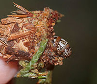Evergreen Bagworm Moth - Thyridopteryx ephemeraeformis Bagworms are not really worms, but are caterpillars - they are the immature stage of a moth. They're called "bagworms" because they construct bags/cases that are covered with pieces of twigs and/or leaves. <br />
<br />
 In this species, the larvae emerge from the carcass of their mother in her pupal case. These newborn larva emerge from the bottom of the hanging case and drop down on a strand of silk. The wind will then blow them to a nearby plant where they can build their own cases made of silk, fecal material, and plant bits. Adult males transform into moths in about four weeks and immediately seek out females for mating. The females never leave the cocoon, but wait for a male to stick its abdomen through the opening at the end of her case so they can mate. Females do not have eyes, legs, wings, or antennae...and, they can't eat. After her death, her offspring hatch and then pass through her body and leave the case. <br />
<br />
There are many of these bagworms on an arborvitae where I live.  I never see the caterpillars during the day, so I decided to check at night, and actually found one peeking its head out!  This case was 5 cm long. <br />
https://www.jungledragon.com/image/64192/evergreen_bagworm_moth_-_thyridopteryx_ephemeraeformis.html<br />
https://www.jungledragon.com/image/64191/evergreen_bagworm_moth_-_thyridopteryx_ephemeraeformis.html<br />
https://www.jungledragon.com/image/64189/evergreen_bagworm_moth_-_thyridopteryx_ephemeraeformis.html Evergreen Bagworm,Geotagged,Summer,Thyridopteryx ephemeraeformis,United States,bagworm
