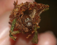 Evergreen Bagworm Moth - Thyridopteryx ephemeraeformis Bagworms are not really worms, but are caterpillars - they are the immature stage of a moth. They're called "bagworms" because they construct bags/cases that are covered with pieces of twigs and/or leaves. <br />
<br />
 In this species, the larvae emerge from the carcass of their mother in her pupal case. These newborn larva emerge from the bottom of the hanging case and drop down on a strand of silk. The wind will then blow them to a nearby plant where they can build their own cases made of silk, fecal material, and plant bits. Adult males transform into moths in about four weeks and immediately seek out females for mating. The females never leave the cocoon, but wait for a male to stick its abdomen through the opening at the end of her case so they can mate. Females do not have eyes, legs, wings, or antennae...and, they can't eat. After her death, her offspring hatch and then pass through her body and leave the case. <br />
<br />
 There are many of these bagworms on an arborvitae where I live. I never see the caterpillars during the day, so I decided to check at night, and actually found one peeking its head out! This case was 5 cm long. <br />
<br />
*Note - the colors in this photo are not authentic. My camera lens was fogged up from humidity, and I tried to remove the haze on the shot in photoshop, but it ended up making the shot really reddish.<br />
<br />
https://www.jungledragon.com/image/64188/evergreen_bagworm_moth_-_thyridopteryx_ephemeraeformis.html<br />
https://www.jungledragon.com/image/64191/evergreen_bagworm_moth_-_thyridopteryx_ephemeraeformis.html<br />
https://www.jungledragon.com/image/64192/evergreen_bagworm_moth_-_thyridopteryx_ephemeraeformis.html Evergreen Bagworm Moth,Evergreen bagworm,Geotagged,Summer,Thyridopteryx ephemeraeformis,United States,bagworm