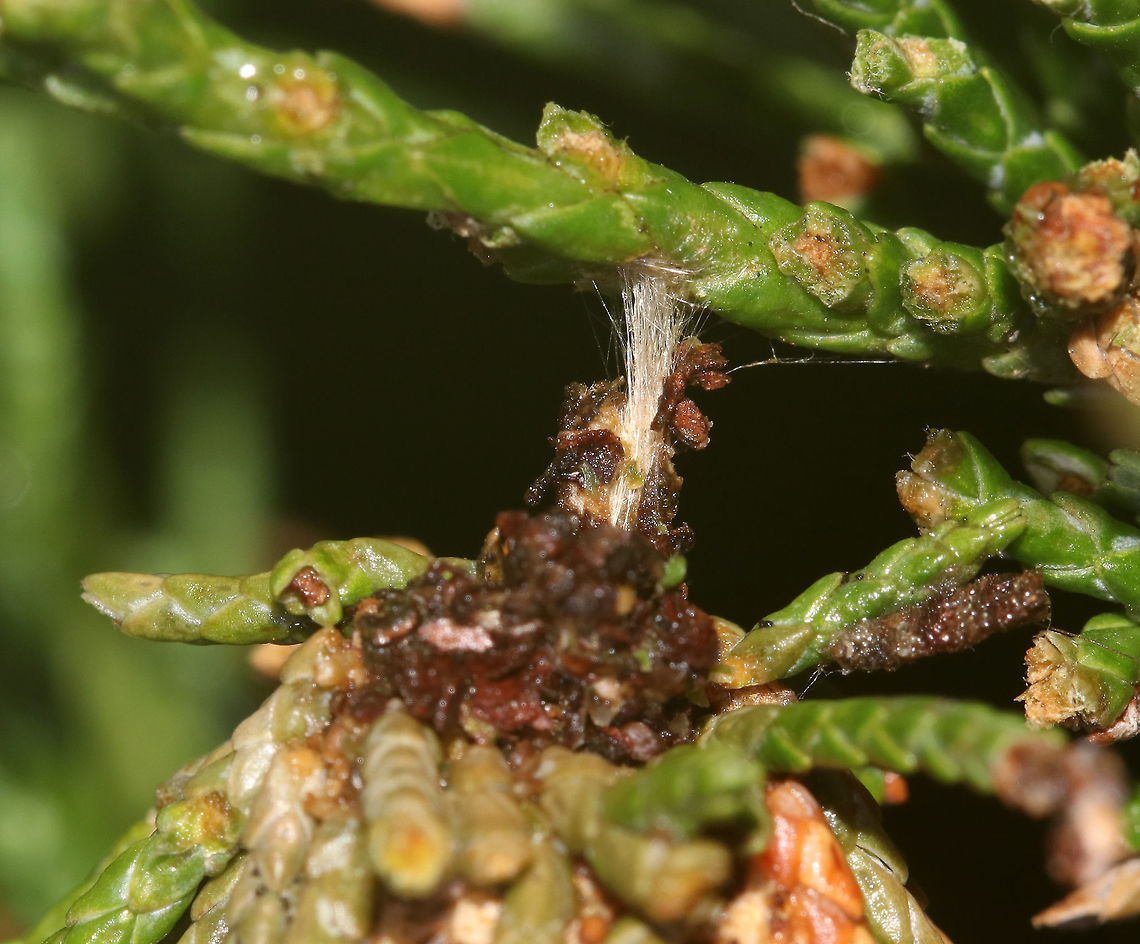 Evergreen Bagworm Moth - Thyridopteryx ephemeraeformis Bagworms are not really worms, but are caterpillars - they are the immature stage of a moth. They're called "bagworms" because they construct bags/cases that are covered with pieces of twigs and/or leaves. <br />
<br />
 In this species, the larvae emerge from the carcass of their mother in her pupal case. These newborn larva emerge from the bottom of the hanging case and drop down on a strand of silk. The wind will then blow them to a nearby plant where they can build their own cases made of silk, fecal material, and plant bits. Adult males transform into moths in about four weeks and immediately seek out females for mating. The females never leave the cocoon, but wait for a male to stick its abdomen through the opening at the end of her case so they can mate. Females do not have eyes, legs, wings, or antennae...and, they can't eat. After her death, her offspring hatch and then pass through her body and leave the case. <br />
<br />
 There are many of these bagworms on an arborvitae where I live. I never see the caterpillars during the day, so I decided to check at night, and actually found one peeking its head out!  This is the case that it is living in....In this shot, you can see the silk threads, holding it to the branch.  This case was 5 cm long. <br />
<figure class="photo"><a href="https://www.jungledragon.com/image/64188/evergreen_bagworm_moth_-_thyridopteryx_ephemeraeformis.html" title="Evergreen Bagworm Moth - Thyridopteryx ephemeraeformis"><img src="https://s3.amazonaws.com/media.jungledragon.com/images/3232/64188_thumb.jpg?AWSAccessKeyId=05GMT0V3GWVNE7GGM1R2&Expires=1769040010&Signature=NuTQX%2FyhS7A6jBjx%2FtxQvZ2zYCw%3D" width="200" height="176" alt="Evergreen Bagworm Moth - Thyridopteryx ephemeraeformis Bagworms are not really worms, but are caterpillars - they are the immature stage of a moth. They're called "bagworms" because they construct bags/cases that are covered with pieces of twigs and/or leaves. <br />
<br />
 In this species, the larvae emerge from the carcass of their mother in her pupal case. These newborn larva emerge from the bottom of the hanging case and drop down on a strand of silk. The wind will then blow them to a nearby plant where they can build their own cases made of silk, fecal material, and plant bits. Adult males transform into moths in about four weeks and immediately seek out females for mating. The females never leave the cocoon, but wait for a male to stick its abdomen through the opening at the end of her case so they can mate. Females do not have eyes, legs, wings, or antennae...and, they can't eat. After her death, her offspring hatch and then pass through her body and leave the case. <br />
<br />
There are many of these bagworms on an arborvitae where I live.  I never see the caterpillars during the day, so I decided to check at night, and actually found one peeking its head out!  This case was 5 cm long. <br />
https://www.jungledragon.com/image/64192/evergreen_bagworm_moth_-_thyridopteryx_ephemeraeformis.html<br />
https://www.jungledragon.com/image/64191/evergreen_bagworm_moth_-_thyridopteryx_ephemeraeformis.html<br />
https://www.jungledragon.com/image/64189/evergreen_bagworm_moth_-_thyridopteryx_ephemeraeformis.html Evergreen Bagworm,Geotagged,Summer,Thyridopteryx ephemeraeformis,United States,bagworm" /></a></figure><br />
<figure class="photo"><a href="https://www.jungledragon.com/image/64189/evergreen_bagworm_moth_-_thyridopteryx_ephemeraeformis.html" title="Evergreen Bagworm Moth - Thyridopteryx ephemeraeformis"><img src="https://s3.amazonaws.com/media.jungledragon.com/images/3232/64189_thumb.jpg?AWSAccessKeyId=05GMT0V3GWVNE7GGM1R2&Expires=1769040010&Signature=eTdGBM7to2O0ydKUJ0bpbhkLetE%3D" width="200" height="160" alt="Evergreen Bagworm Moth - Thyridopteryx ephemeraeformis Bagworms are not really worms, but are caterpillars - they are the immature stage of a moth. They're called "bagworms" because they construct bags/cases that are covered with pieces of twigs and/or leaves. <br />
<br />
 In this species, the larvae emerge from the carcass of their mother in her pupal case. These newborn larva emerge from the bottom of the hanging case and drop down on a strand of silk. The wind will then blow them to a nearby plant where they can build their own cases made of silk, fecal material, and plant bits. Adult males transform into moths in about four weeks and immediately seek out females for mating. The females never leave the cocoon, but wait for a male to stick its abdomen through the opening at the end of her case so they can mate. Females do not have eyes, legs, wings, or antennae...and, they can't eat. After her death, her offspring hatch and then pass through her body and leave the case. <br />
<br />
 There are many of these bagworms on an arborvitae where I live. I never see the caterpillars during the day, so I decided to check at night, and actually found one peeking its head out! This case was 5 cm long. <br />
<br />
*Note - the colors in this photo are not authentic. My camera lens was fogged up from humidity, and I tried to remove the haze on the shot in photoshop, but it ended up making the shot really reddish.<br />
<br />
https://www.jungledragon.com/image/64188/evergreen_bagworm_moth_-_thyridopteryx_ephemeraeformis.html<br />
https://www.jungledragon.com/image/64191/evergreen_bagworm_moth_-_thyridopteryx_ephemeraeformis.html<br />
https://www.jungledragon.com/image/64192/evergreen_bagworm_moth_-_thyridopteryx_ephemeraeformis.html Evergreen Bagworm Moth,Evergreen bagworm,Geotagged,Summer,Thyridopteryx ephemeraeformis,United States,bagworm" /></a></figure><br />
<figure class="photo"><a href="https://www.jungledragon.com/image/64192/evergreen_bagworm_moth_-_thyridopteryx_ephemeraeformis.html" title="Evergreen Bagworm Moth - Thyridopteryx ephemeraeformis"><img src="https://s3.amazonaws.com/media.jungledragon.com/images/3232/64192_thumb.jpg?AWSAccessKeyId=05GMT0V3GWVNE7GGM1R2&Expires=1769040010&Signature=ORQa3szuZC%2B1tP0bbsmAb6UGdp4%3D" width="116" height="152" alt="Evergreen Bagworm Moth - Thyridopteryx ephemeraeformis Bagworms are not really worms, but are caterpillars - they are the immature stage of a moth. They're called "bagworms" because they construct bags/cases that are covered with pieces of twigs and/or leaves. <br />
<br />
 In this species, the larvae emerge from the carcass of their mother in her pupal case. These newborn larva emerge from the bottom of the hanging case and drop down on a strand of silk. The wind will then blow them to a nearby plant where they can build their own cases made of silk, fecal material, and plant bits. Adult males transform into moths in about four weeks and immediately seek out females for mating. The females never leave the cocoon, but wait for a male to stick its abdomen through the opening at the end of her case so they can mate. Females do not have eyes, legs, wings, or antennae...and, they can't eat. After her death, her offspring hatch and then pass through her body and leave the case. <br />
<br />
 There are many of these bagworms on an arborvitae where I live. I never see the caterpillars during the day, so I decided to check at night, and actually found one peeking its head out! This is the case that it is living in. This case was 5 cm long. <br />
https://www.jungledragon.com/image/64188/evergreen_bagworm_moth_-_thyridopteryx_ephemeraeformis.html<br />
https://www.jungledragon.com/image/64191/evergreen_bagworm_moth_-_thyridopteryx_ephemeraeformis.html<br />
https://www.jungledragon.com/image/64189/evergreen_bagworm_moth_-_thyridopteryx_ephemeraeformis.html Evergreen Bagworm Moth,Evergreen bagworm,Geotagged,Summer,Thyridopteryx ephemeraeformis,United States,bagworm" /></a></figure> Evergreen Bagworm Moth,Evergreen bagworm,Geotagged,Summer,Thyridopteryx ephemeraeformis,United States,bagworm