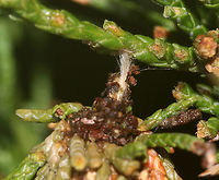 Evergreen Bagworm Moth - Thyridopteryx ephemeraeformis Bagworms are not really worms, but are caterpillars - they are the immature stage of a moth. They're called "bagworms" because they construct bags/cases that are covered with pieces of twigs and/or leaves. <br />
<br />
 In this species, the larvae emerge from the carcass of their mother in her pupal case. These newborn larva emerge from the bottom of the hanging case and drop down on a strand of silk. The wind will then blow them to a nearby plant where they can build their own cases made of silk, fecal material, and plant bits. Adult males transform into moths in about four weeks and immediately seek out females for mating. The females never leave the cocoon, but wait for a male to stick its abdomen through the opening at the end of her case so they can mate. Females do not have eyes, legs, wings, or antennae...and, they can't eat. After her death, her offspring hatch and then pass through her body and leave the case. <br />
<br />
 There are many of these bagworms on an arborvitae where I live. I never see the caterpillars during the day, so I decided to check at night, and actually found one peeking its head out!  This is the case that it is living in....In this shot, you can see the silk threads, holding it to the branch.  This case was 5 cm long. <br />
https://www.jungledragon.com/image/64188/evergreen_bagworm_moth_-_thyridopteryx_ephemeraeformis.html<br />
https://www.jungledragon.com/image/64189/evergreen_bagworm_moth_-_thyridopteryx_ephemeraeformis.html<br />
https://www.jungledragon.com/image/64192/evergreen_bagworm_moth_-_thyridopteryx_ephemeraeformis.html Evergreen Bagworm Moth,Evergreen bagworm,Geotagged,Summer,Thyridopteryx ephemeraeformis,United States,bagworm