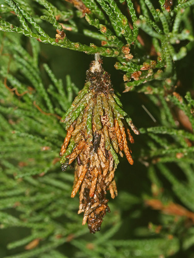 Evergreen Bagworm Moth - Thyridopteryx ephemeraeformis Bagworms are not really worms, but are caterpillars - they are the immature stage of a moth. They&#039;re called &quot;bagworms&quot; because they construct bags/cases that are covered with pieces of twigs and/or leaves. <br />
<br />
 In this species, the larvae emerge from the carcass of their mother in her pupal case. These newborn larva emerge from the bottom of the hanging case and drop down on a strand of silk. The wind will then blow them to a nearby plant where they can build their own cases made of silk, fecal material, and plant bits. Adult males transform into moths in about four weeks and immediately seek out females for mating. The females never leave the cocoon, but wait for a male to stick its abdomen through the opening at the end of her case so they can mate. Females do not have eyes, legs, wings, or antennae...and, they can&#039;t eat. After her death, her offspring hatch and then pass through her body and leave the case. <br />
<br />
 There are many of these bagworms on an arborvitae where I live. I never see the caterpillars during the day, so I decided to check at night, and actually found one peeking its head out! This is the case that it is living in. This case was 5 cm long. <br />
<figure class="photo"><a href="https://www.jungledragon.com/image/64188/evergreen_bagworm_moth_-_thyridopteryx_ephemeraeformis.html" title="Evergreen Bagworm Moth - Thyridopteryx ephemeraeformis"><img src="https://s3.amazonaws.com/media.jungledragon.com/images/3232/64188_thumb.jpg?AWSAccessKeyId=05GMT0V3GWVNE7GGM1R2&Expires=1759968010&Signature=3s51kxzorZAWiOUFygxoipyXkqA%3D" width="200" height="176" alt="Evergreen Bagworm Moth - Thyridopteryx ephemeraeformis Bagworms are not really worms, but are caterpillars - they are the immature stage of a moth. They&#039;re called &quot;bagworms&quot; because they construct bags/cases that are covered with pieces of twigs and/or leaves. <br />
<br />
 In this species, the larvae emerge from the carcass of their mother in her pupal case. These newborn larva emerge from the bottom of the hanging case and drop down on a strand of silk. The wind will then blow them to a nearby plant where they can build their own cases made of silk, fecal material, and plant bits. Adult males transform into moths in about four weeks and immediately seek out females for mating. The females never leave the cocoon, but wait for a male to stick its abdomen through the opening at the end of her case so they can mate. Females do not have eyes, legs, wings, or antennae...and, they can&#039;t eat. After her death, her offspring hatch and then pass through her body and leave the case. <br />
<br />
There are many of these bagworms on an arborvitae where I live.  I never see the caterpillars during the day, so I decided to check at night, and actually found one peeking its head out!  This case was 5 cm long. <br />
https://www.jungledragon.com/image/64192/evergreen_bagworm_moth_-_thyridopteryx_ephemeraeformis.html<br />
https://www.jungledragon.com/image/64191/evergreen_bagworm_moth_-_thyridopteryx_ephemeraeformis.html<br />
https://www.jungledragon.com/image/64189/evergreen_bagworm_moth_-_thyridopteryx_ephemeraeformis.html Evergreen Bagworm,Geotagged,Summer,Thyridopteryx ephemeraeformis,United States,bagworm" /></a></figure><br />
<figure class="photo"><a href="https://www.jungledragon.com/image/64191/evergreen_bagworm_moth_-_thyridopteryx_ephemeraeformis.html" title="Evergreen Bagworm Moth - Thyridopteryx ephemeraeformis"><img src="https://s3.amazonaws.com/media.jungledragon.com/images/3232/64191_thumb.jpg?AWSAccessKeyId=05GMT0V3GWVNE7GGM1R2&Expires=1759968010&Signature=nWszvtmm6N3yuIB9HTxdlyhpjAg%3D" width="200" height="166" alt="Evergreen Bagworm Moth - Thyridopteryx ephemeraeformis Bagworms are not really worms, but are caterpillars - they are the immature stage of a moth. They&#039;re called &quot;bagworms&quot; because they construct bags/cases that are covered with pieces of twigs and/or leaves. <br />
<br />
 In this species, the larvae emerge from the carcass of their mother in her pupal case. These newborn larva emerge from the bottom of the hanging case and drop down on a strand of silk. The wind will then blow them to a nearby plant where they can build their own cases made of silk, fecal material, and plant bits. Adult males transform into moths in about four weeks and immediately seek out females for mating. The females never leave the cocoon, but wait for a male to stick its abdomen through the opening at the end of her case so they can mate. Females do not have eyes, legs, wings, or antennae...and, they can&#039;t eat. After her death, her offspring hatch and then pass through her body and leave the case. <br />
<br />
 There are many of these bagworms on an arborvitae where I live. I never see the caterpillars during the day, so I decided to check at night, and actually found one peeking its head out!  This is the case that it is living in....In this shot, you can see the silk threads, holding it to the branch.  This case was 5 cm long. <br />
https://www.jungledragon.com/image/64188/evergreen_bagworm_moth_-_thyridopteryx_ephemeraeformis.html<br />
https://www.jungledragon.com/image/64189/evergreen_bagworm_moth_-_thyridopteryx_ephemeraeformis.html<br />
https://www.jungledragon.com/image/64192/evergreen_bagworm_moth_-_thyridopteryx_ephemeraeformis.html Evergreen Bagworm Moth,Evergreen bagworm,Geotagged,Summer,Thyridopteryx ephemeraeformis,United States,bagworm" /></a></figure><br />
<figure class="photo"><a href="https://www.jungledragon.com/image/64189/evergreen_bagworm_moth_-_thyridopteryx_ephemeraeformis.html" title="Evergreen Bagworm Moth - Thyridopteryx ephemeraeformis"><img src="https://s3.amazonaws.com/media.jungledragon.com/images/3232/64189_thumb.jpg?AWSAccessKeyId=05GMT0V3GWVNE7GGM1R2&Expires=1759968010&Signature=yQOw5YxhuE7ZF1knEihPpKDydhA%3D" width="200" height="160" alt="Evergreen Bagworm Moth - Thyridopteryx ephemeraeformis Bagworms are not really worms, but are caterpillars - they are the immature stage of a moth. They&#039;re called &quot;bagworms&quot; because they construct bags/cases that are covered with pieces of twigs and/or leaves. <br />
<br />
 In this species, the larvae emerge from the carcass of their mother in her pupal case. These newborn larva emerge from the bottom of the hanging case and drop down on a strand of silk. The wind will then blow them to a nearby plant where they can build their own cases made of silk, fecal material, and plant bits. Adult males transform into moths in about four weeks and immediately seek out females for mating. The females never leave the cocoon, but wait for a male to stick its abdomen through the opening at the end of her case so they can mate. Females do not have eyes, legs, wings, or antennae...and, they can&#039;t eat. After her death, her offspring hatch and then pass through her body and leave the case. <br />
<br />
 There are many of these bagworms on an arborvitae where I live. I never see the caterpillars during the day, so I decided to check at night, and actually found one peeking its head out! This case was 5 cm long. <br />
<br />
*Note - the colors in this photo are not authentic. My camera lens was fogged up from humidity, and I tried to remove the haze on the shot in photoshop, but it ended up making the shot really reddish.<br />
<br />
https://www.jungledragon.com/image/64188/evergreen_bagworm_moth_-_thyridopteryx_ephemeraeformis.html<br />
https://www.jungledragon.com/image/64191/evergreen_bagworm_moth_-_thyridopteryx_ephemeraeformis.html<br />
https://www.jungledragon.com/image/64192/evergreen_bagworm_moth_-_thyridopteryx_ephemeraeformis.html Evergreen Bagworm Moth,Evergreen bagworm,Geotagged,Summer,Thyridopteryx ephemeraeformis,United States,bagworm" /></a></figure> Evergreen Bagworm Moth,Evergreen bagworm,Geotagged,Summer,Thyridopteryx ephemeraeformis,United States,bagworm