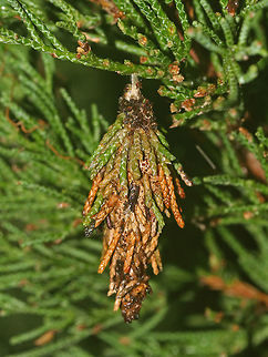 Evergreen Bagworm Moth - Thyridopteryx ephemeraeformis Bagworms are not really worms, but are caterpillars - they are the immature stage of a moth. They're called "bagworms" because they construct bags/cases that are covered with pieces of twigs and/or leaves. 

 In this species, the larvae emerge from the carcass of their mother in her pupal case. These newborn larva emerge from the bottom of the hanging case and drop down on a strand of silk. The wind will then blow them to a nearby plant where they can build their own cases made of silk, fecal material, and plant bits. Adult males transform into moths in about four weeks and immediately seek out females for mating. The females never leave the cocoon, but wait for a male to stick its abdomen through the opening at the end of her case so they can mate. Females do not have eyes, legs, wings, or antennae...and, they can't eat. After her death, her offspring hatch and then pass through her body and leave the case. 

 There are many of these bagworms on an arborvitae where I live. I never see the caterpillars during the day, so I decided to check at night, and actually found one peeking its head out! This is the case that it is living in. This case was 5 cm long. 
https://www.jungledragon.com/image/64188/evergreen_bagworm_moth_-_thyridopteryx_ephemeraeformis.html
https://www.jungledragon.com/image/64191/evergreen_bagworm_moth_-_thyridopteryx_ephemeraeformis.html
https://www.jungledragon.com/image/64189/evergreen_bagworm_moth_-_thyridopteryx_ephemeraeformis.html Evergreen Bagworm Moth,Evergreen bagworm,Geotagged,Summer,Thyridopteryx ephemeraeformis,United States,bagworm