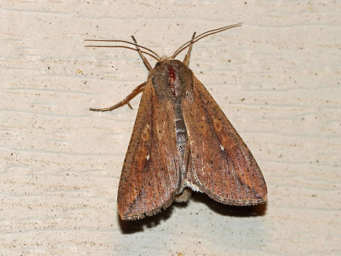 The White-Speck - Mythimna unipuncta Total length: 25 mm. Forewing was orange-brown with dusky scales.  Orbicular and reniform spots are orange. A tiny, white speck touches the inner part of the reniform spot. A think, dark line slants inward from the apex.

I saw two of these moths attracted to the light on my deck. This moth can be a major pest on crops. I live across from a farm, so this is the perfect place for these moths to live - not so lucky for the farmers though. Geotagged,Mythimna unipuncta,Summer,United States,armyworm moth,the white-speck