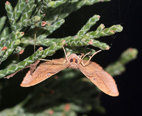 Juniper-Twig Geometer - Patalene olyzonaria Total Wingspan: ~35 mm. Tan/orange forewings with a faint antemedial line and a bold blackish postmedial line that kinks inward before reaching the costa. The subterminal area had some black blotches. Apex is hooked.

I found this moth stuck in a spider web. I was torn as to what to do because I realize spiders have to eat too, but I set this guy free. How could I resist those fantastic, pectinate antennae??

After I rescued it from the web:
https://www.jungledragon.com/image/64214/juniper-twig_geometer_-_patalene_olyzonaria.html Geotagged,Patalene olyzonaria,Summer,United States,moth,patalene olyzonaria