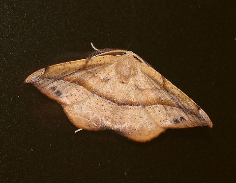 Juniper-Twig Geometer - Patalene olyzonaria Total Wingspan: ~35 mm. Tan/orange forewings with a faint antemedial line and a bold blackish postmedial line that kinks inward before reaching the costa. The subterminal area had some black blotches. Apex is hooked.

 I found this moth stuck in a spider web. I was torn as to what to do because I realize spiders have to eat too, but I set this guy free. How could I resist those fantastic, pectinate antennae??

**This shot shows him after I rescued him from the web.

Stuck in the web:
https://www.jungledragon.com/image/64212/juniper-twig_geometer_-_patalene_olyzonaria.html
 Geotagged,Juniper-Twig Geometer,Patalene olyzonaria,Summer,United States,moth,patalene olyzonaria