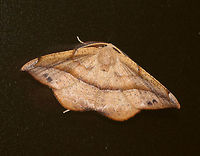 Juniper-Twig Geometer - Patalene olyzonaria Total Wingspan: ~35 mm. Tan/orange forewings with a faint antemedial line and a bold blackish postmedial line that kinks inward before reaching the costa. The subterminal area had some black blotches. Apex is hooked.<br />
<br />
 I found this moth stuck in a spider web. I was torn as to what to do because I realize spiders have to eat too, but I set this guy free. How could I resist those fantastic, pectinate antennae??<br />
<br />
**This shot shows him after I rescued him from the web.<br />
<br />
Stuck in the web:<br />
https://www.jungledragon.com/image/64212/juniper-twig_geometer_-_patalene_olyzonaria.html<br />
 Geotagged,Juniper-Twig Geometer,Patalene olyzonaria,Summer,United States,moth,patalene olyzonaria
