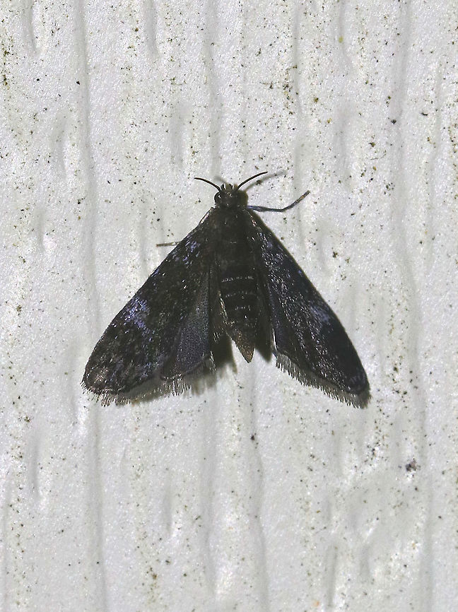 Black Duckweed Moth - Elophila tinealis Total length: 5 mm. Tiny, blackish forewing with whitish blue spots in median area. Short antennae. <br />
<br />
Attracted to a light in a rural area. Black Duckweed Moth,Elophila tinealis,Geotagged,Summer,United States,elophila,moth
