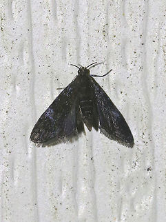 Black Duckweed Moth - Elophila tinealis Total length: 5 mm. Tiny, blackish forewing with whitish blue spots in median area. Short antennae. 

Attracted to a light in a rural area. Black Duckweed Moth,Elophila tinealis,Geotagged,Summer,United States,elophila,moth