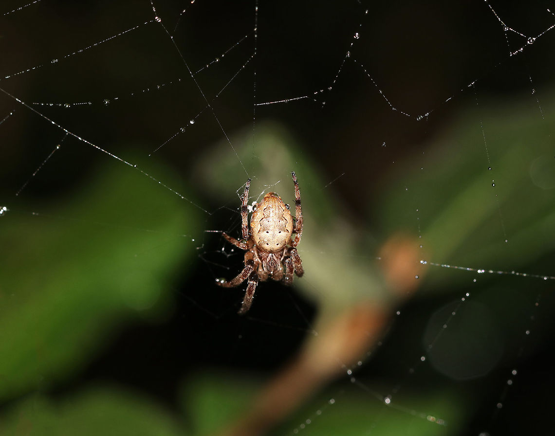 Furrow Orb Spider - Larinioides cornutus This spider was about 10 mm long. It lives on my deck along with several of its buddies. Foliate spider,Furrow orb spider,Geotagged,Larinioides cornutus,Summer,United States,spider