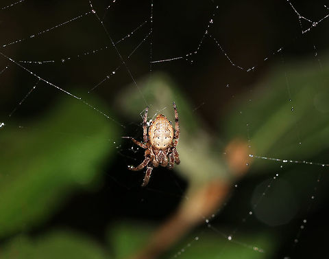 Furrow Orb Spider - Larinioides cornutus This spider was about 10 mm long. It lives on my deck along with several of its buddies. Foliate spider,Furrow orb spider,Geotagged,Larinioides cornutus,Summer,United States,spider