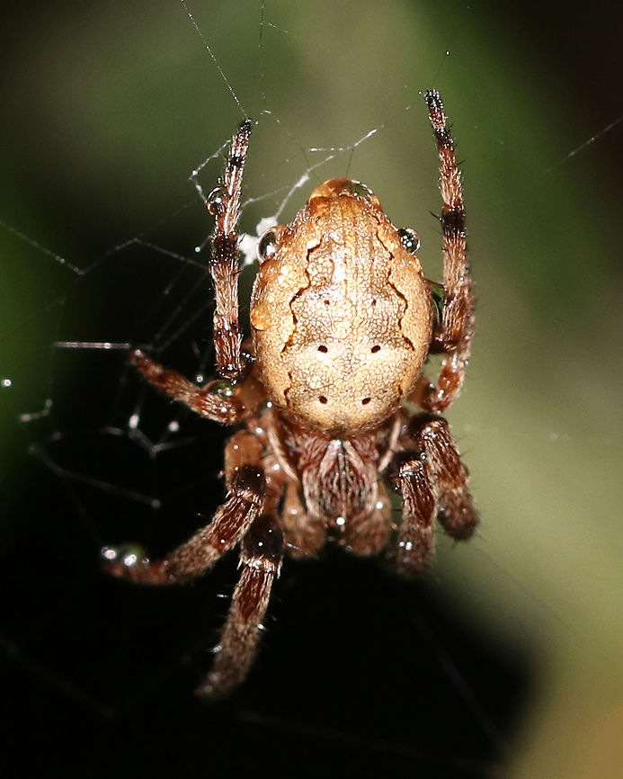 Furrow Orb Spider - Larinioides cornutus This spider was about 10 mm long. It lives on my deck along with several of its buddies. <br />
 Furrow orb spider,Geotagged,Larinioides cornutus,Summer,United States,spider