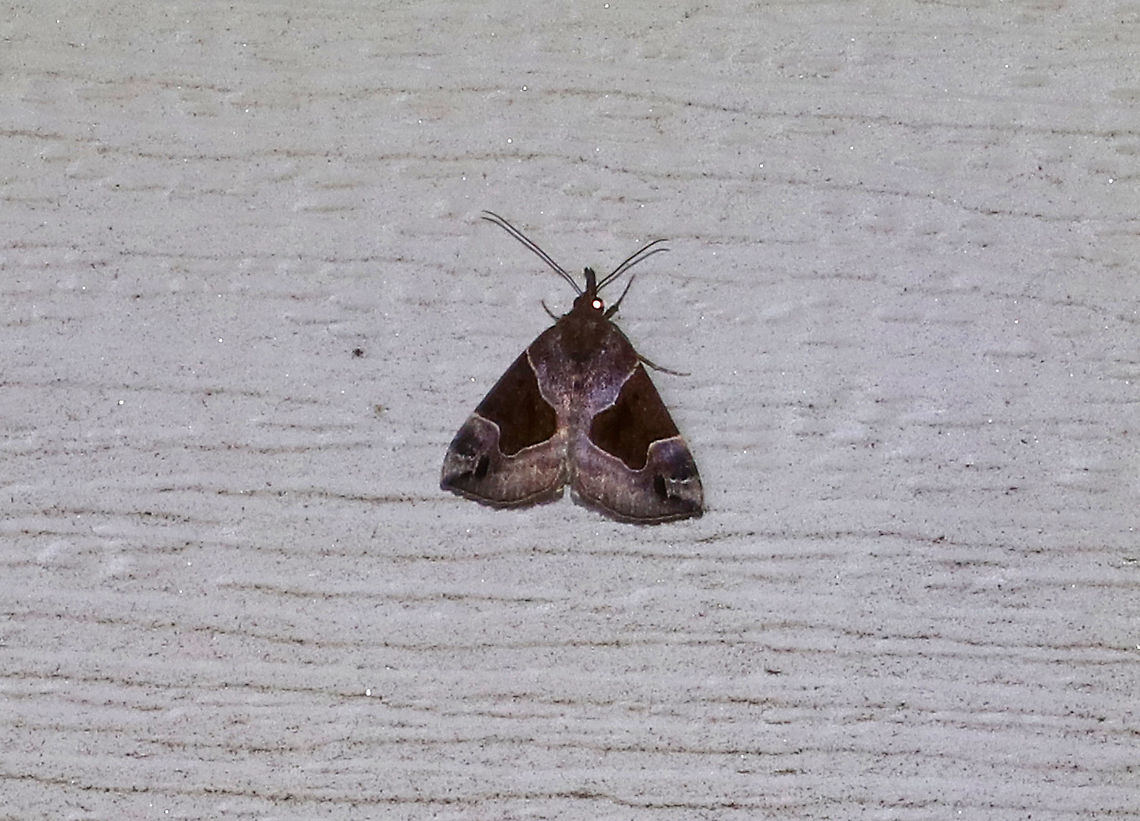 Flowing-Line Snout - Hypena manalis Total length: 15 mm.  Brown/gray/purple forewings with round-edged, dark patches that cover most of the median area. Black apical dash angles toward the dotted subterminal line.<br />
<br />
Attracted to a light in a rural area. <br />
<br />
*This moth is usually very brown, and I think my flash may have altered the colors. It was too high up on the wall of my house and I couldn&#039;t get close enough to see it properly. Flowing-Line Snout,Geotagged,Hypena manalis,Summer,United States,moth