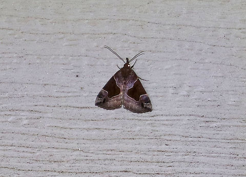 Flowing-Line Snout - Hypena manalis Total length: 15 mm.  Brown/gray/purple forewings with round-edged, dark patches that cover most of the median area. Black apical dash angles toward the dotted subterminal line.

Attracted to a light in a rural area. 

*This moth is usually very brown, and I think my flash may have altered the colors. It was too high up on the wall of my house and I couldn't get close enough to see it properly. Flowing-Line Snout,Geotagged,Hypena manalis,Summer,United States,moth