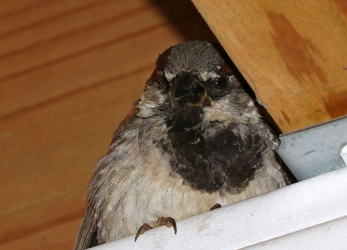 House Sparrow - Passer domesticus This is Bob. He sleeps on my deck every night. Oddly, he sleeps with his eyes open. He is completely asleep in this picture! I know this because I climbed up on my railing and put my hand right in front of him, and he didn&#039;t even twitch.  Nothing makes him stir - not me or my flash.  I am always quiet near him though so I don&#039;t wake him.<br />
<br />
I was curious why he sleeps with his eyes open, and discovered that this behavior is called Unihemispheric Slow-Wave Sleep. It means that an animal can sleep with one half of the brain, while the other half remains alert. This is in contrast to normal sleep where both eyes are shut and both halves of the brain show reduced consciousness.  Geotagged,House sparrow,Passer domesticus,Summer,Unihemispheric slow-wave sleep,United States,bird,house sparrow,passer,sleeping bird,sparrow