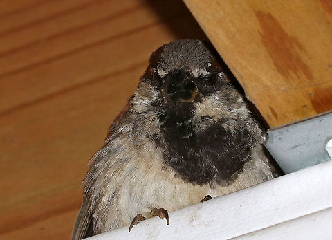 House Sparrow - Passer domesticus This is Bob. He sleeps on my deck every night. Oddly, he sleeps with his eyes open. He is completely asleep in this picture! I know this because I climbed up on my railing and put my hand right in front of him, and he didn't even twitch.  Nothing makes him stir - not me or my flash.  I am always quiet near him though so I don't wake him.

I was curious why he sleeps with his eyes open, and discovered that this behavior is called Unihemispheric Slow-Wave Sleep. It means that an animal can sleep with one half of the brain, while the other half remains alert. This is in contrast to normal sleep where both eyes are shut and both halves of the brain show reduced consciousness.  Geotagged,House sparrow,Passer domesticus,Summer,Unihemispheric slow-wave sleep,United States,bird,house sparrow,passer,sleeping bird,sparrow