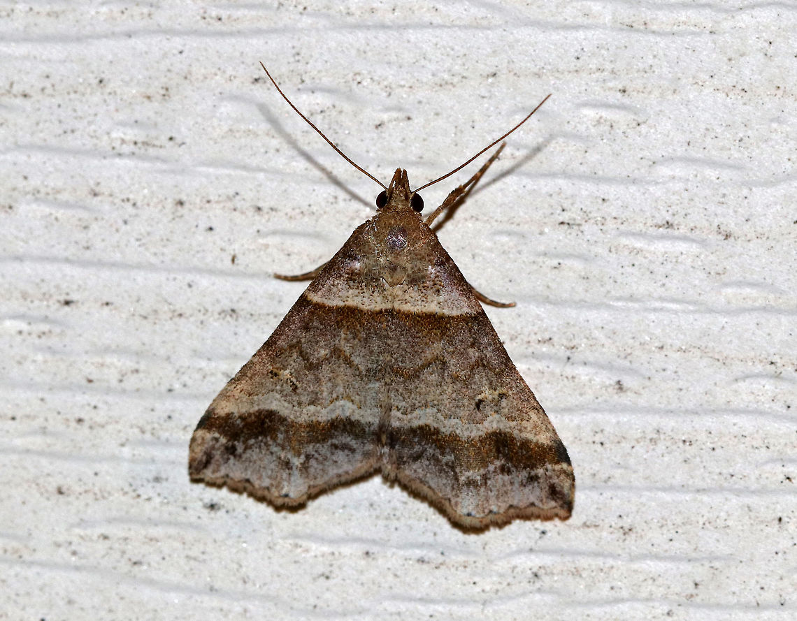 Dark-Banded Owlet- Phalaenophana pyramusalis Total length: 12 mm. Gray/brown forewing with straight antemedial and slightly wavy postmedial lines that are bordered with darker brown bands. Reniform spot contains two black dots.<br />
<br />
Attracted to a light in a rural area. Dark-Banded Owlet,Geotagged,Phalaenophana pyramusalis,Summer,United States,moth,owlet,phalaenophana pyramusalis