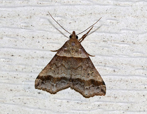 Dark-Banded Owlet- Phalaenophana pyramusalis Total length: 12 mm. Gray/brown forewing with straight antemedial and slightly wavy postmedial lines that are bordered with darker brown bands. Reniform spot contains two black dots.

Attracted to a light in a rural area. Dark-Banded Owlet,Geotagged,Phalaenophana pyramusalis,Summer,United States,moth,owlet,phalaenophana pyramusalis