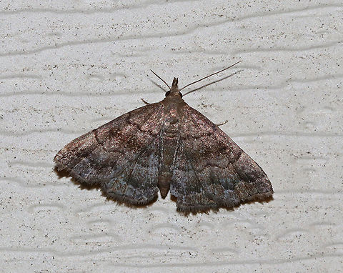 Black-banded Owlet - Phalaenostola larentioides Total length: ~10 mm. Violet-gray forewing with wavy AM and PM lines. There are wide bands of black shading in the median area and along the subterminal line.

Attracted to a light in a rural area. Geotagged,Phalaenostola larentioides,Summer,United States,black-banded owlet,moth,owlet