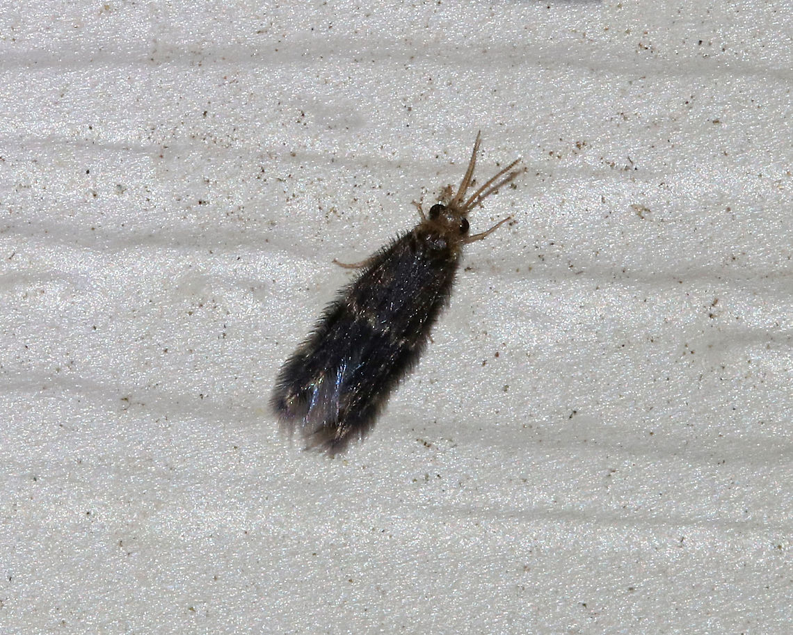 Family Hydroptilidae - Microcaddisflies Tiny, hairy, black caddisfly with a slight iridescence and a pale stripe across its forewings. It was about 5-6 mm. <br />
<br />
Attracted to a light in a rural area. Caddisfly,Family Hydroptilidae,Geotagged,Microcaddisflies,Summer,United States