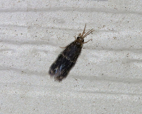 Family Hydroptilidae - Microcaddisflies Tiny, hairy, black caddisfly with a slight iridescence and a pale stripe across its forewings. It was about 5-6 mm. 
Attracted to a light in a rural area. Caddisfly,Family Hydroptilidae,Geotagged,Microcaddisflies,Summer,United States
