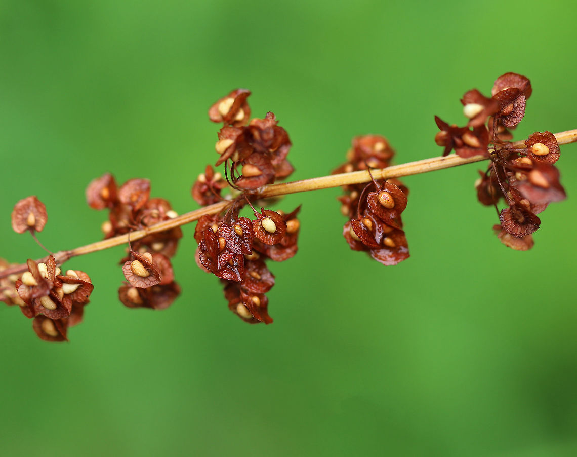 Curly Dock - Rumex crispus A stout plant with small, reddish bisexual flowers in a long, slender cluster atop a stem bearing wavy-edged leaves.<br />
<br />
Spotted in a rural garden. Curly Dock,Geotagged,Rumex crispus,Summer,United States