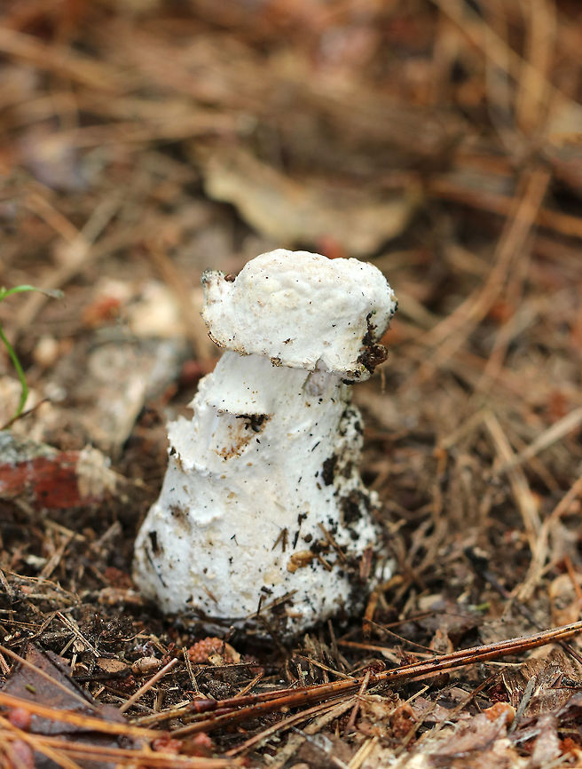 Bolete Eater - Hypomyces hyalinus This fungus begins by infecting the mushroom&#039;s pores as a white, powdery mold. It quickly spreads across the mushroom, sometimes engulfing it entirely and distorting its growth.<br />
<br />
Spotted in a coniferous forest.<br />
 Hypomyces hyalinus,bolete,bolete eater,fungus,hypomyces,mushroom