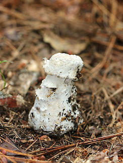 Bolete Eater - Hypomyces hyalinus This fungus begins by infecting the mushroom's pores as a white, powdery mold. It quickly spreads across the mushroom, sometimes engulfing it entirely and distorting its growth.

Spotted in a coniferous forest.
 Hypomyces hyalinus,bolete,bolete eater,fungus,hypomyces,mushroom
