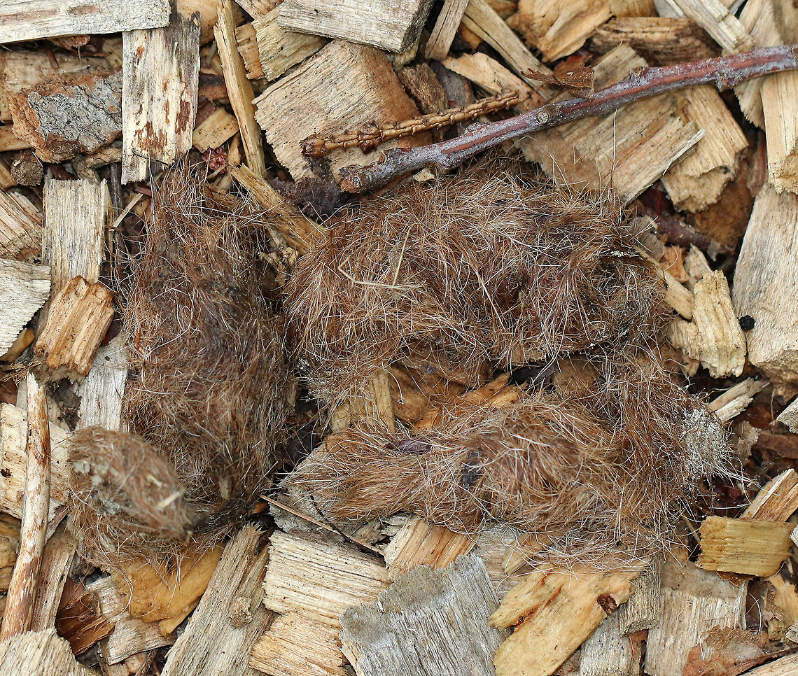 Coyote Scat - Canis latrans This pile of scat was at least 10 cm long, and each segment was about 3 cm diameter. It was composed mainly of fur, which I don't usually see this time of year. There were no big bone chunks.<br />
<br />
Spotted in the middle of a hiking trail in a mixed forest. Canis,Canis latrans,Coyote,Geotagged,Summer,United States,coyote scat,scat