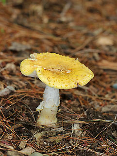 Yellow American Blusher - Amanita flavorubens Amanita with a flat, yellow cap covered in warts. White, crowded/close gills with short gills frequent. Stipe was white with pink streaks on the bulb. Growing on the ground in a coniferous forest. A. flavorubens,Amanita flavorubens,Geotagged,Summer,United States,Yellow American Blusher,amanita,fungus,mushroom,yellow